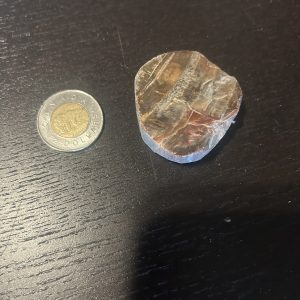 Petrified Wood Slices