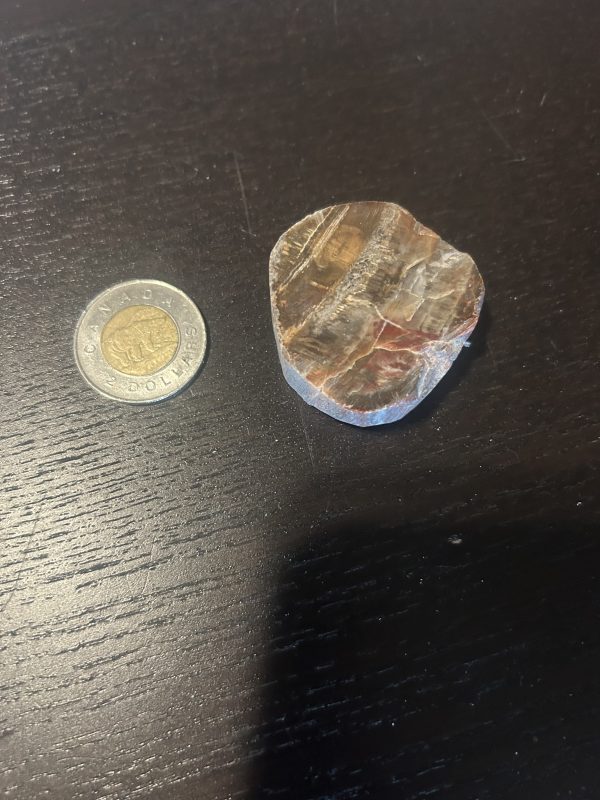 Petrified Wood Slices
